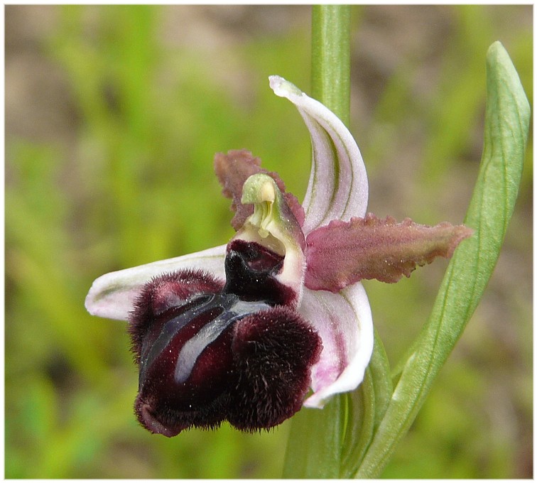 Ophrys sipontensis